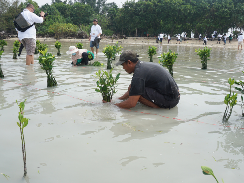 Aksi penanaman mangrove LindungiHutan di Pulau Pari (Dokumentasi: LindungiHutan).