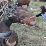 Photo : LapaK Penjual Hewan Qurban Jadi Tontonan Anak-Anak